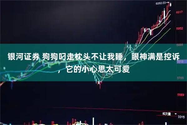 银河证券 狗狗叼走枕头不让我睡，眼神满是控诉，它的小心思太可爱